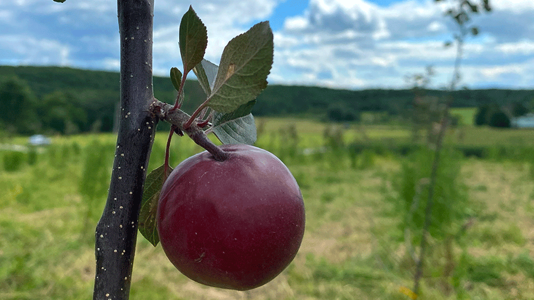 Apple from our new orchard.