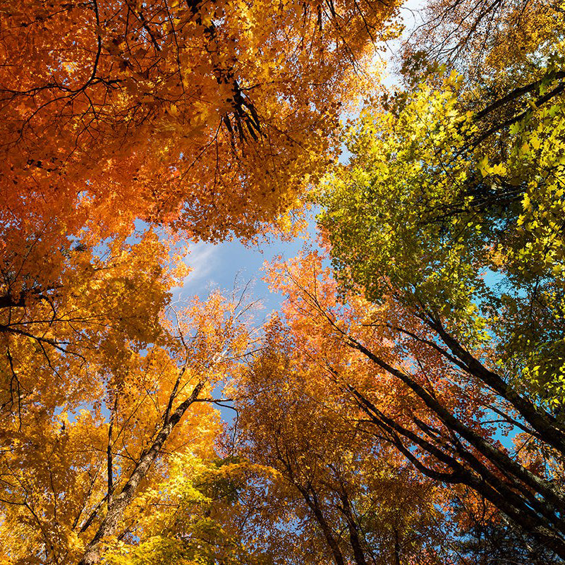 Looking up at maple trees.